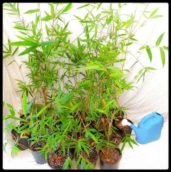 Slender Weavers Bamboo Plants Gracilis 200Mm Pots 1.3-1.8M Slender Weavers Sydney Bamboo 200Mm Pots 5