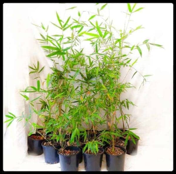 Slender Weavers Bamboo Plants Gracilis 200Mm Pots 1.3-1.8M Slender Weavers Sydney Bamboo 200Mm Pots 7