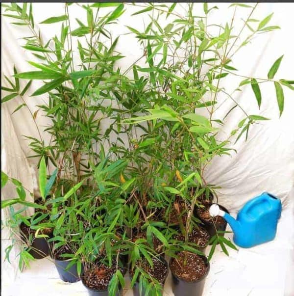 Slender Weavers Bamboo Plants Gracilis 200Mm Pots 1.3-1.8M Sydney Bamboo Slender Weavers 200Mm Pots 5