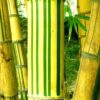 800Px Bambusa Vulgaris 2