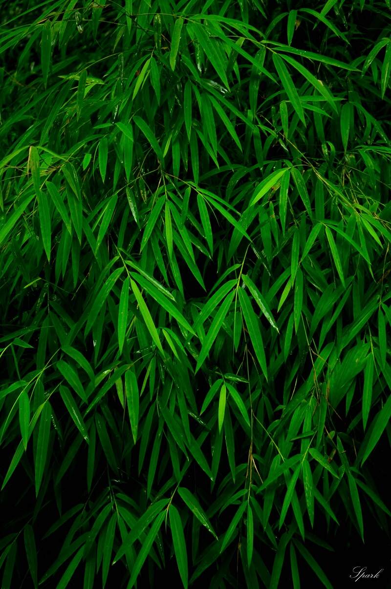 Buy Slender Weavers and screening bamboo