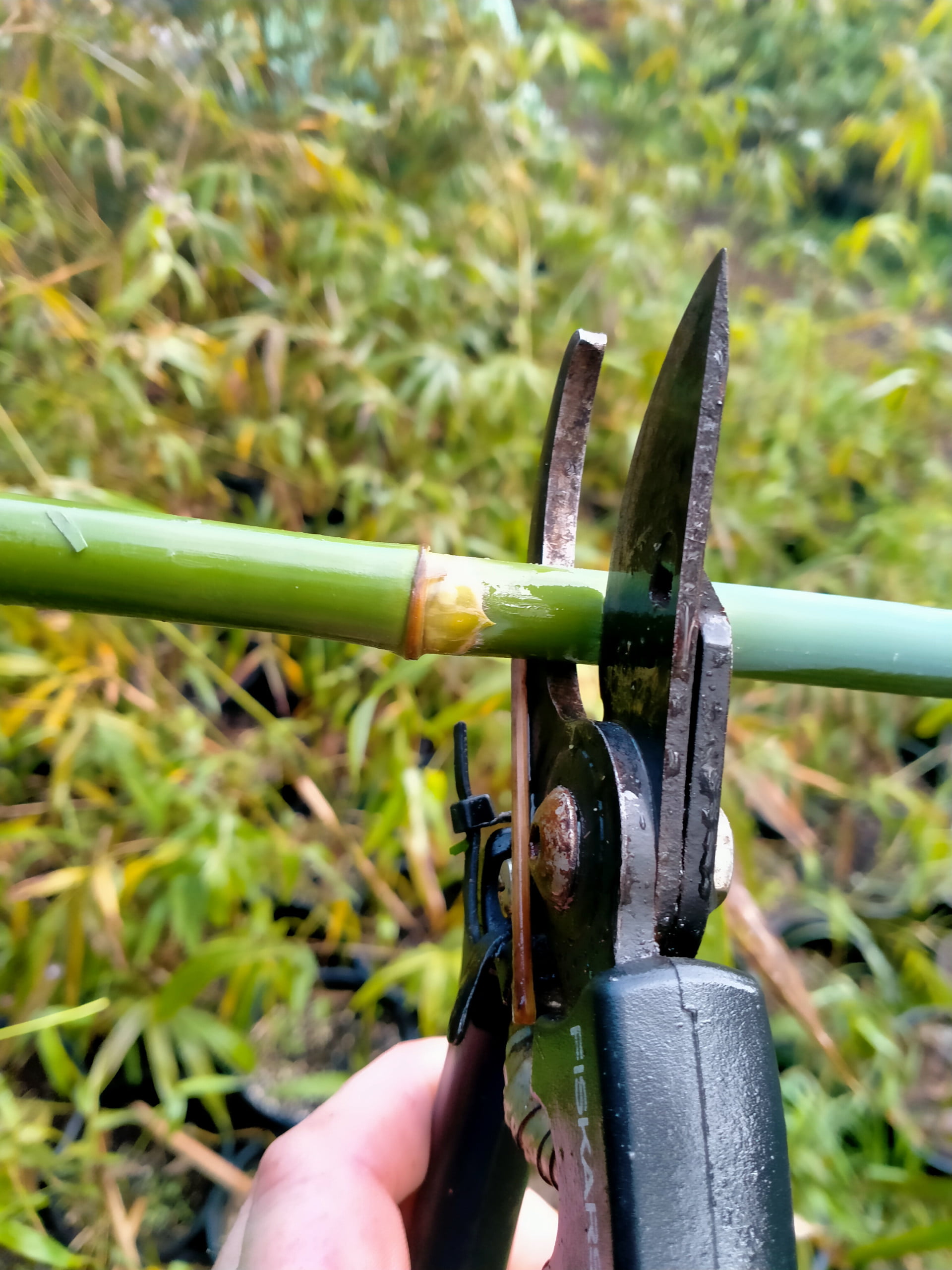 bamboo being pruned