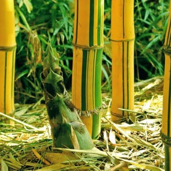 Sydney Bamboo Buy Slender Weavers Bamboo Painted Bamboo Shoot