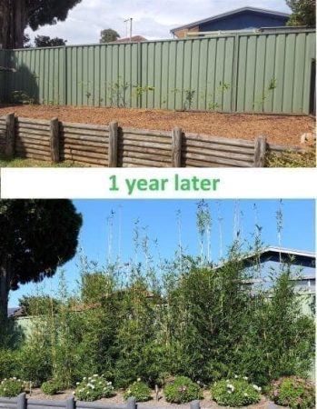 Sydney Bamboo Buy Slender Weavers Bamboo Slender Weavers 1 Year Of Growth Planted At 1.2M