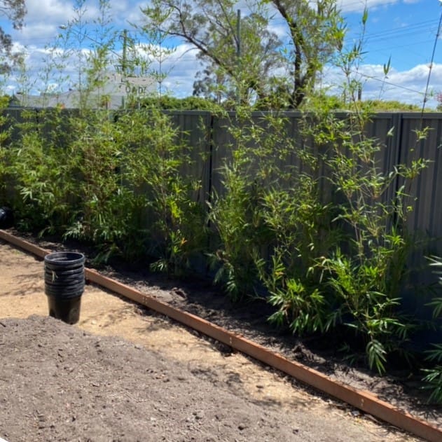 Slender Weavers Planting A Screen