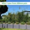 Slender Weavers Growth Ratei