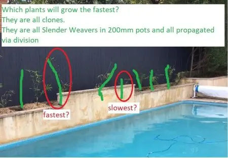 18 Months Growth Bamboo Slender Weavers