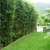 Slender Weavrers Beautiful Garden 1