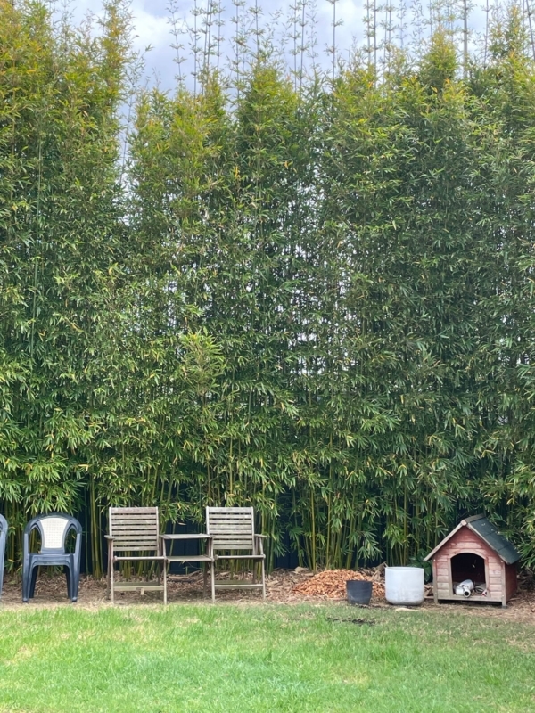 Slender Weavers Bamboo Plants Gracilis 200Mm Pots 1.3-1.8M Slender Weavers Bamboo Plants Gracilis 200Mm Pots 1.3-1.8M - Image 23