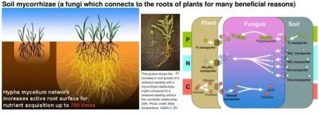 The benefits of fungi in the soil