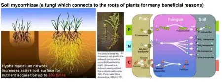 Soil Mychorrhizae