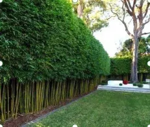 Sydney Bamboo-Slender-Weavers- Bamboo Hedge Neat And Tidy