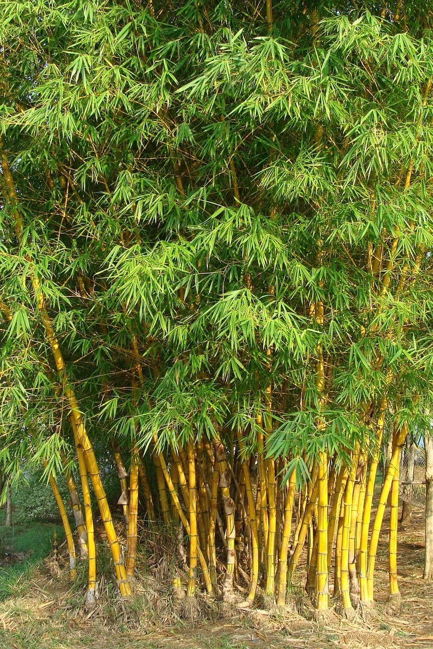 golden bamboo, striped bamboo, bambusa vulgaris-345767.jpg