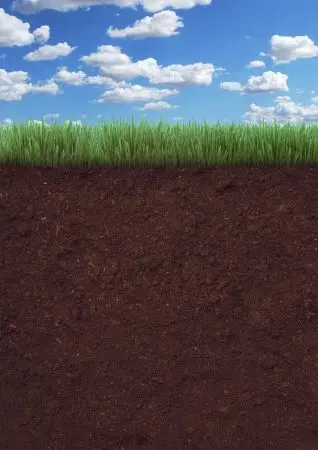 Grass, Soil, Ground-5919548.Jpg