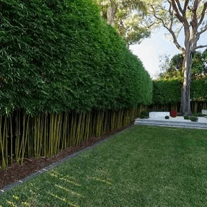 Sydney Bamboo Buy Slender Weavers Bamboo Slender Weavers Screen With Lower Parts Of Culms Exposed