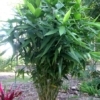 Tiger Grass Mature